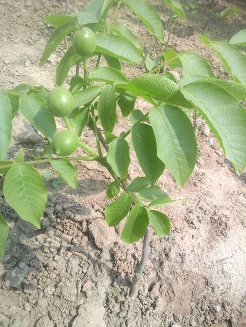 栽后当年结果薄皮核桃苗