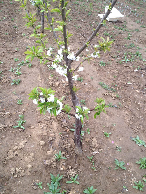 2015年吉塞拉樱桃苗开花岱红樱桃苗