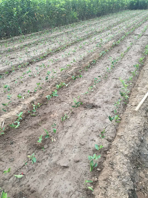 浅谈吉塞拉小苗种植方法（多图） 泰安
场