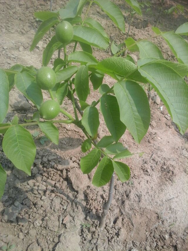 薄皮核桃苗建园与栽培方法