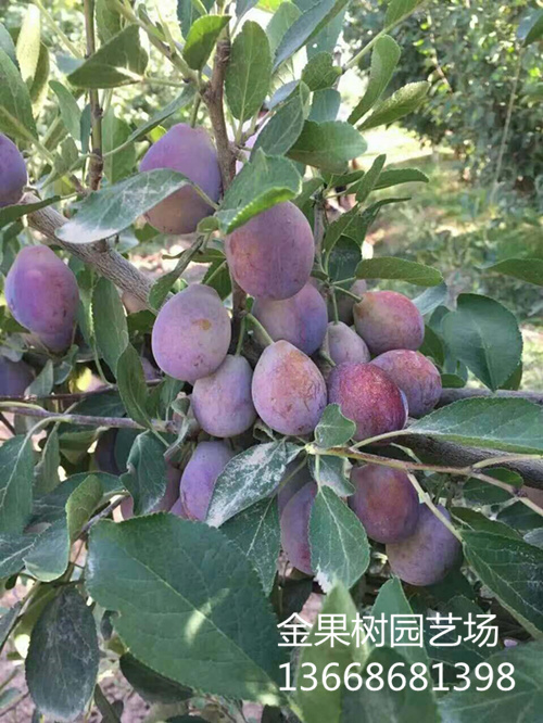 西梅树苗结果照片