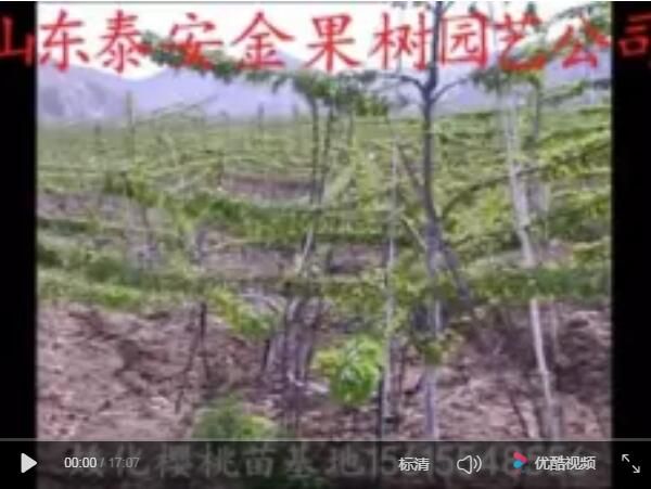 吉塞拉樱桃苗
与修剪方法【视频】